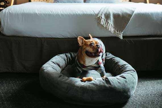 Small brown dog wearing a sweater sits in a round gray pet bed on a dark carpet, in a bedroom with a bed nearby. The dog is licking its lips.
