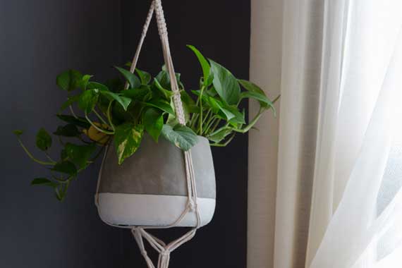 Trailing green plant in a gray and white hanging planter, suspended by a macrame rope near a window.