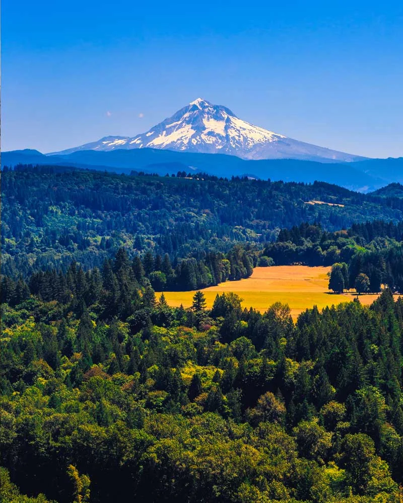 Snow-capped mountain rising above a dense green forest with a bright golden field in the midground under a clear blue sky.
