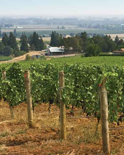 Atticus-Hotel-Location-In-Wine-Country Rows of grapevines supported by wooden posts in a vineyard, with open fields and trees in the distance on a sunny day.